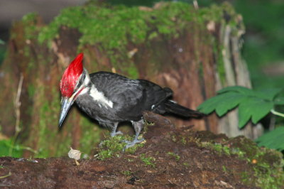 IMGP0510.JPG