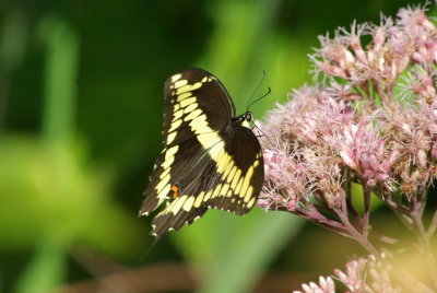 g9/04/1101204/3/156924495.ps8cGN7f.jpg