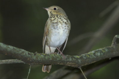 passereaux 15