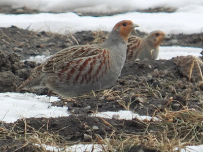 DSCF8494.JPG