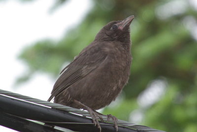 IMGP2899.JPG