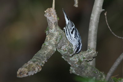 passereaux 18