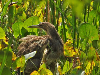 DSCF0316.JPG