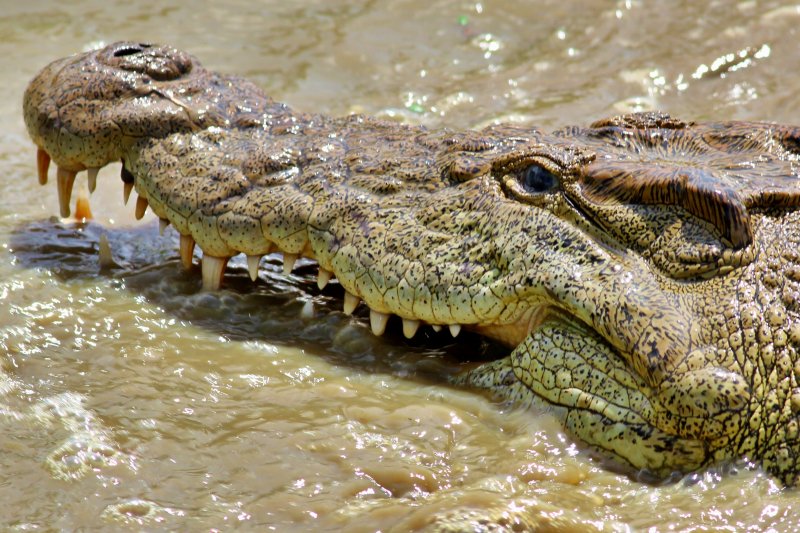 Kalimba Crocs