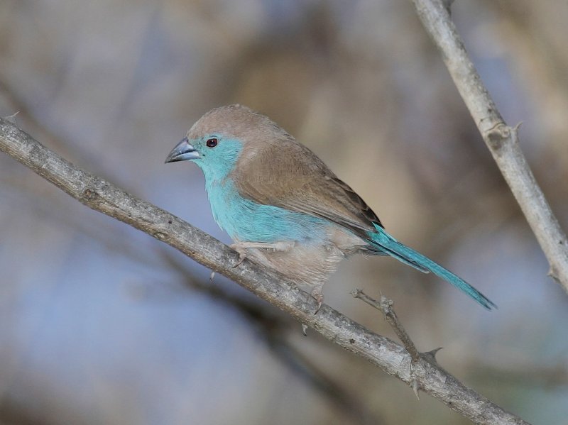 Blue Waxbill