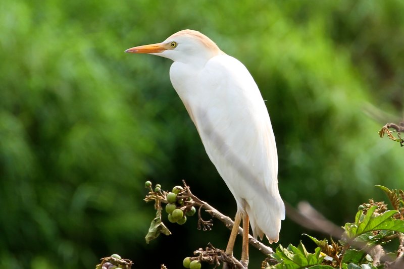 Cattle Egret 