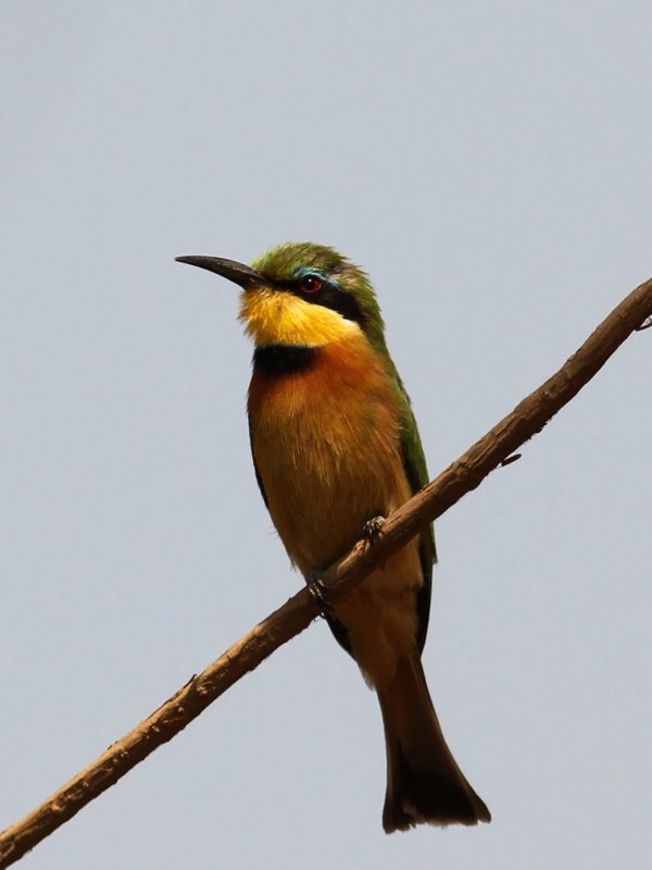 Little Bee-eater