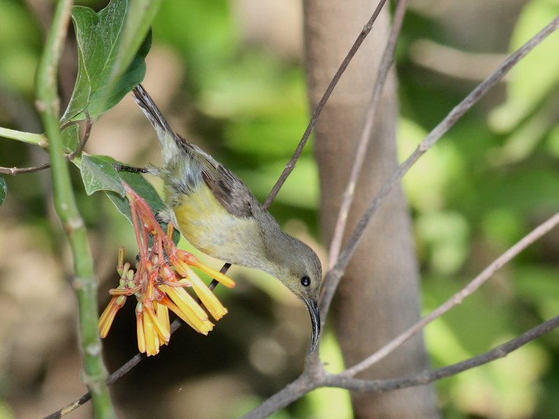 Sunbird 