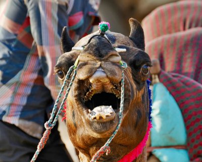 Pushkar