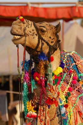 Pushkar Camel
