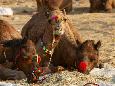 Pushkar Camel Festival