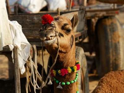 Pushkar Camel Festival