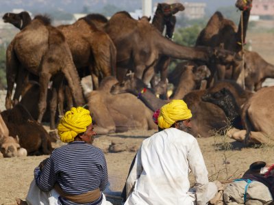 Pushkar Camel Festival