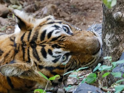 Bengal Tigress