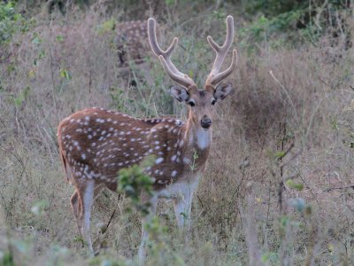 Spotted deer