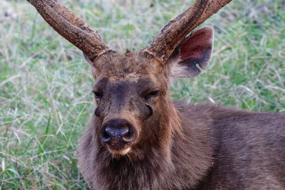 Ranthambore Wildlife