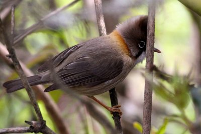 Whiskered Yuhina