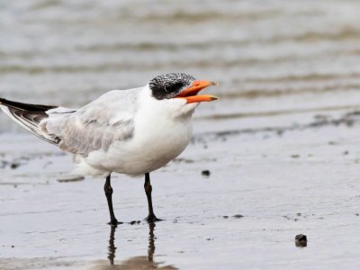 Caspian Tern