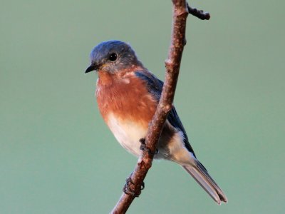 Eastern Bluebird