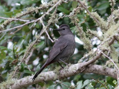 Gray Catbird