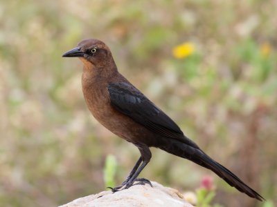 Great Tailed Grackle