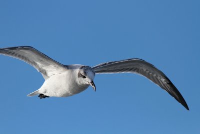 Laughing Gull 