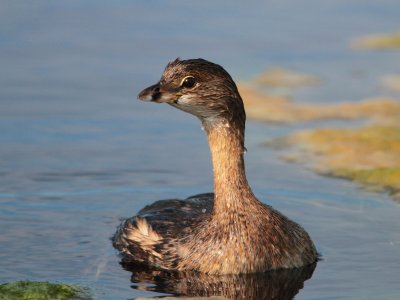 Pied-billed Grebe