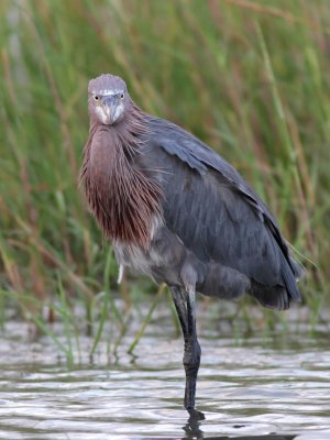 Reddish Egret