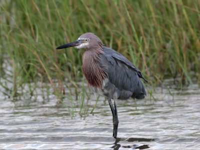 Reddish Egret