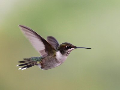 Ruby-throated Hummingbird