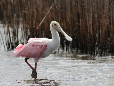 Roseate Spoonbill