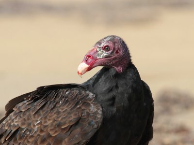 Turkey Vulture