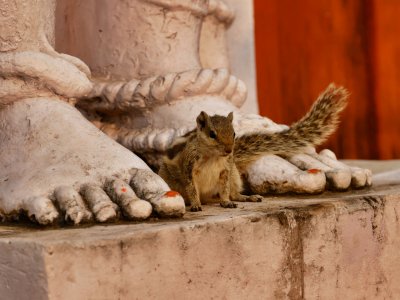 Chipmunk