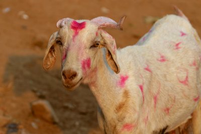 Painted Goat