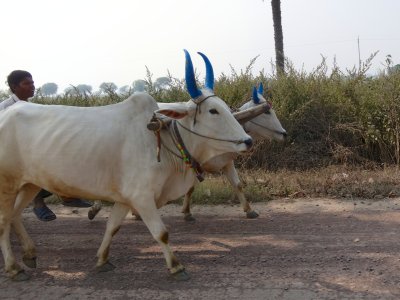 Painted Oxen