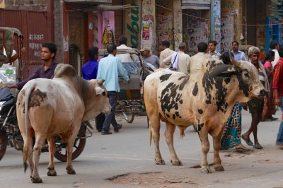 Varanasi street