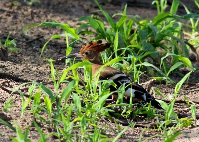 African Hoopoe