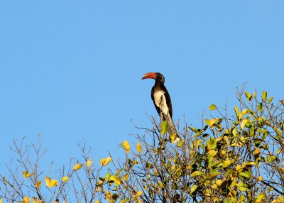 Crowned Hornbill