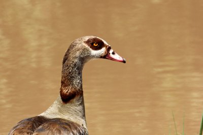 Egyptian Goose