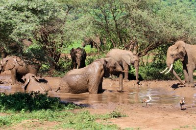 Elephant bath