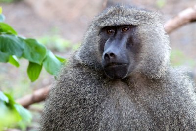 Lake Manyara, Tanzania