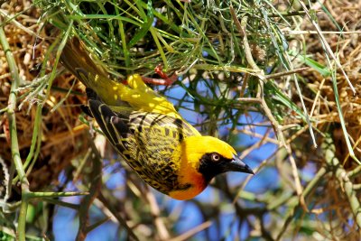 Speke's Weaver 