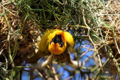 Speke's Weaver