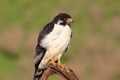 Auger Buzzard