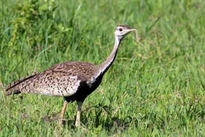 Black-bellied Bustard