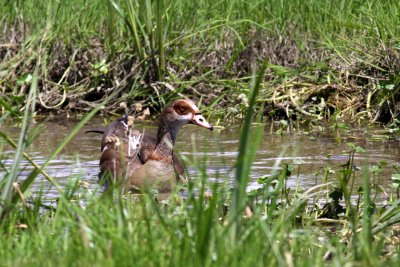 Egyptian Goose