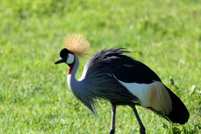 Grey-crowned Crane