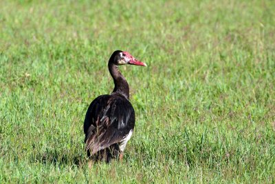 Spur-winged Goose