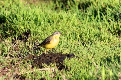 Yellow Wagtail