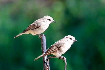African Grey Flycatcher 